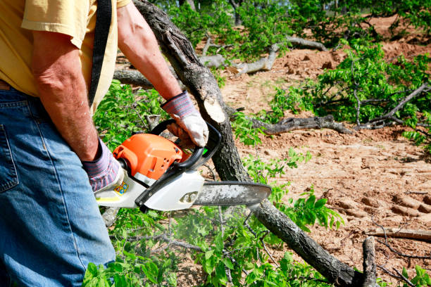 Emergency Storm Tree Removal in Spring Glen, UT